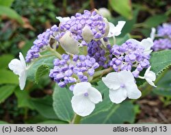 Hydrangea involucrata (hortensja otulona)