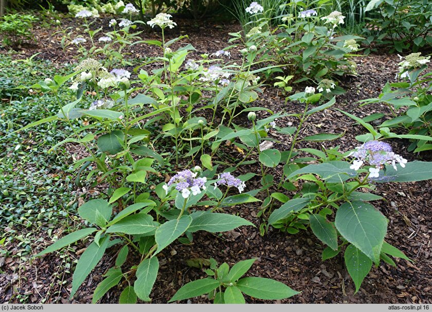 Hydrangea involucrata (hortensja otulona)