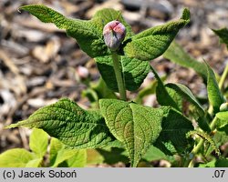 Hydrangea involucrata (hortensja otulona)