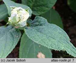 Hydrangea involucrata Yokudanka