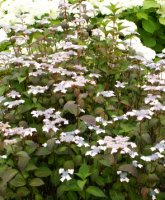 Hydrangea serrata (hortensja piłkowana)