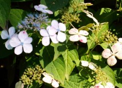 Hydrangea serrata Bluebird