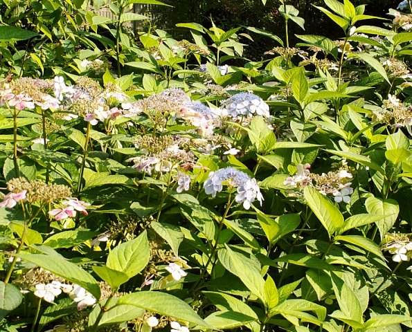 Hydrangea serrata Bluebird