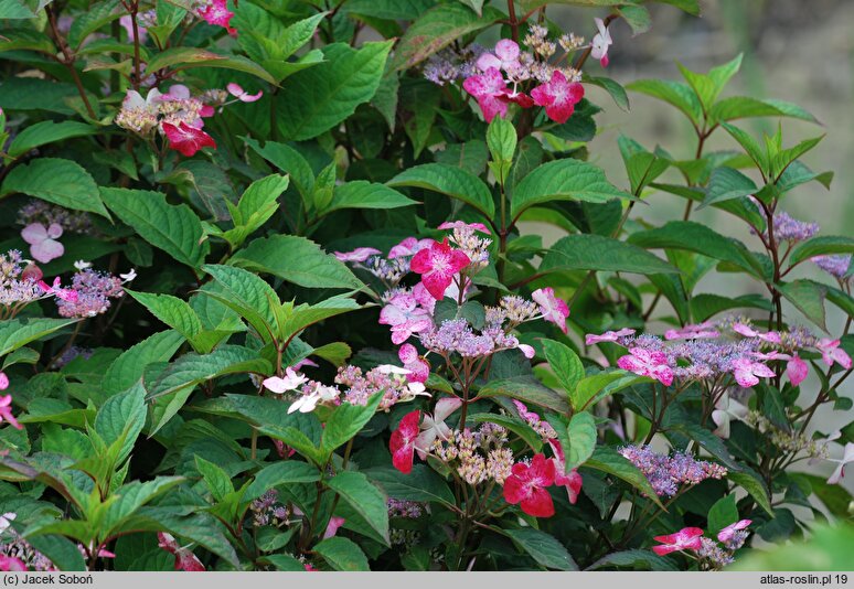 Hydrangea serrata Benigaku