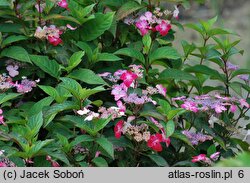 Hydrangea serrata Benigaku