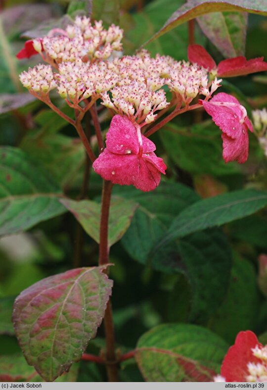 Hydrangea serrata Intermedia