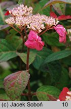 Hydrangea serrata Intermedia