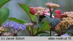 Hydrangea serrata Intermedia