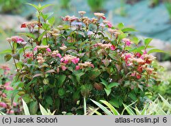 Hydrangea serrata Intermedia