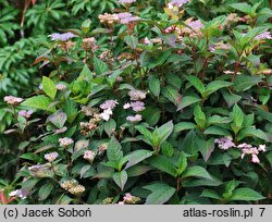 Hydrangea serrata Intermedia