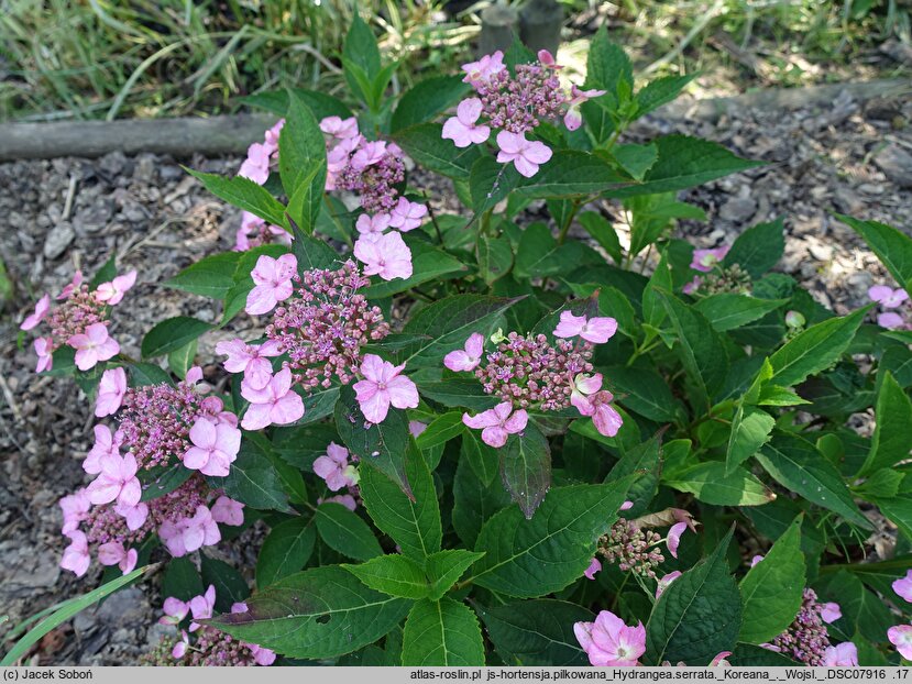 Hydrangea serrata Koreana