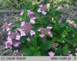 Hydrangea serrata Koreana