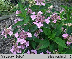 Hydrangea serrata Koreana