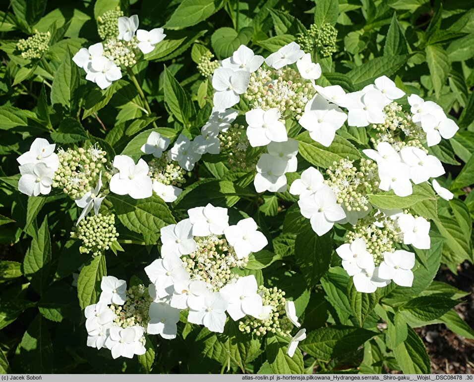 Hydrangea serrata Shiro-gaku