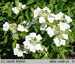 Hydrangea serrata Shiro-gaku