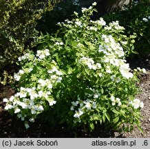 Hydrangea serrata Shiro-gaku