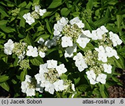 Hydrangea serrata Shiro-gaku