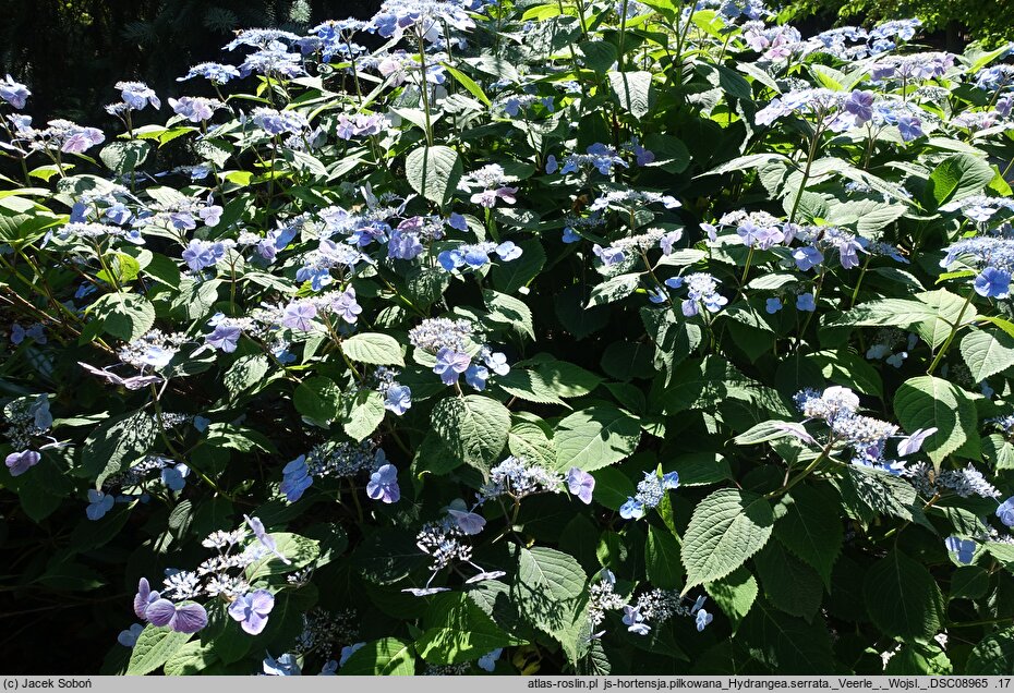 Hydrangea serrata Veerle