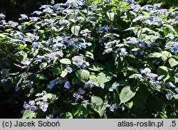 Hydrangea serrata Veerle