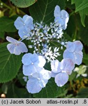 Hydrangea serrata Veerle