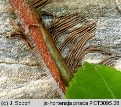 Hydrangea petiolaris