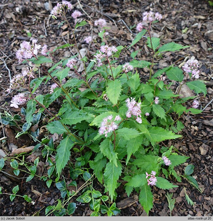 Hydrangea alternifolia (hortensja skrętolistna)