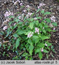 Hydrangea alternifolia (hortensja skrętolistna)