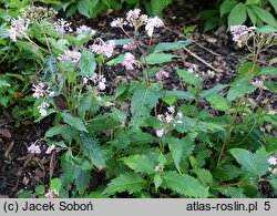 Hydrangea alternifolia (hortensja skrętolistna)