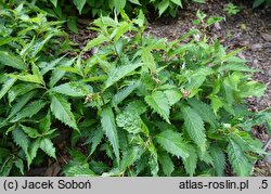 Hydrangea alternifolia (hortensja skrętolistna)