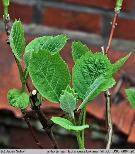 Hydrangea sikokiana