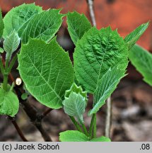 Hydrangea sikokiana