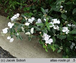 Hydrangea Runaway Bride Snow White
