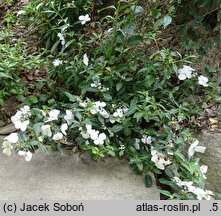 Hydrangea Runaway Bride Snow White