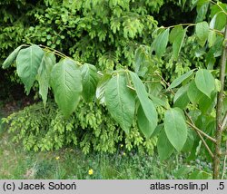 Diospyros kaki (hurma wschodnia)