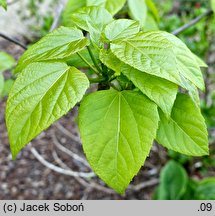 Idesia polycarpa (idesia wieloowockowa)