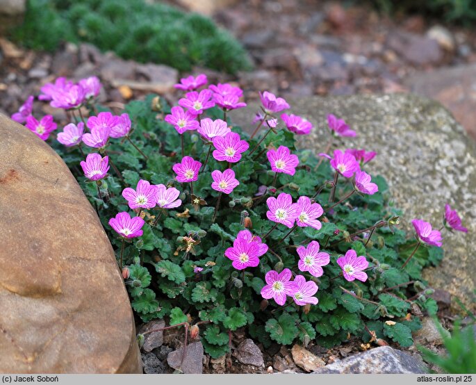 Erodium ×variabile (iglica zmienna)