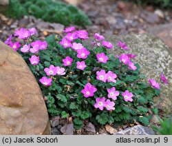 Erodium ×variabile (iglica zmienna)