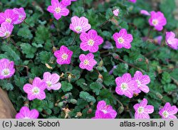 Erodium ×variabile (iglica zmienna)