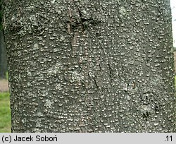 Gleditsia triacanthos