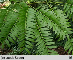 Gleditsia triacanthos