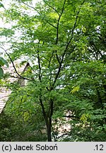 Gleditsia triacanthos