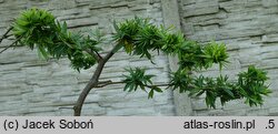 Gleditsia triacanthos Goofy