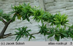 Gleditsia triacanthos Goofy