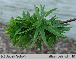 Gleditsia triacanthos Goofy
