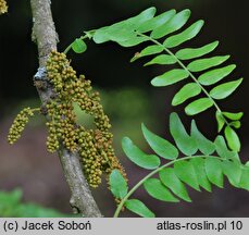 Gleditsia triacanthos (glediczja trójcierniowa)