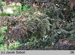 Gleditsia triacanthos Rubylace