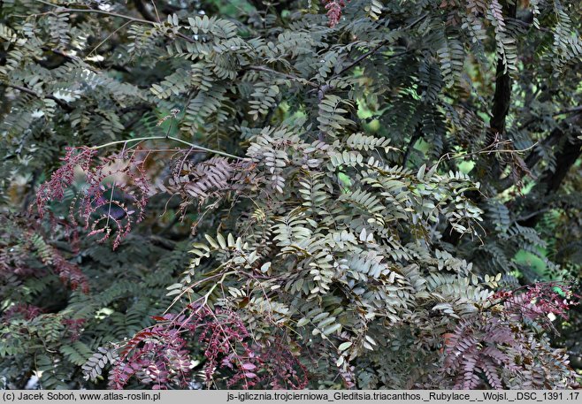 Gleditsia triacanthos Rubylace