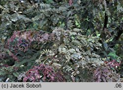 Gleditsia triacanthos Rubylace