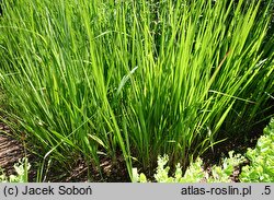 Imperata cylindrica (imperata cylindryczna)