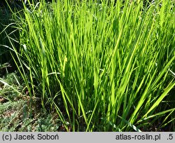 Imperata cylindrica (imperata cylindryczna)